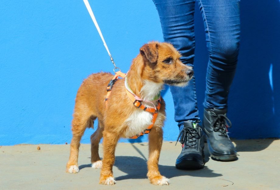 Programa de adoção responsável em Três Lagoas garante lares para 14 cães
