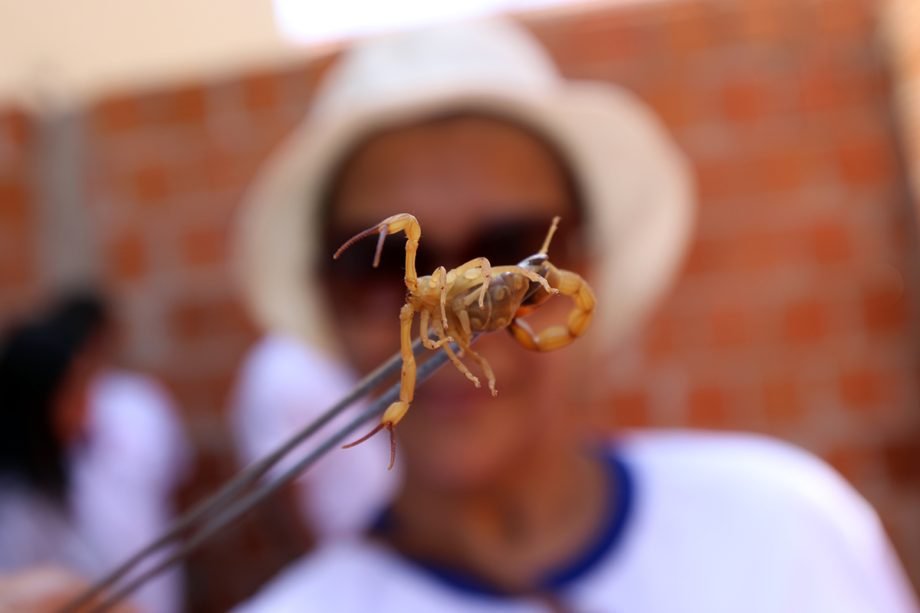 Prefeitura promove ação educativa contra escorpiões na Praça Ramez Tebet nesta quinta-feira