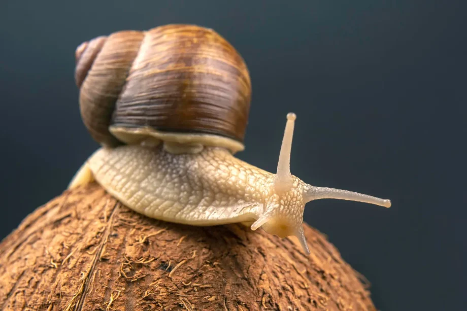 Prefeitura de Três Lagoas orienta população sobre o controle do caramujo africano