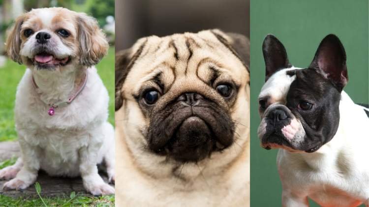 Shih Tzu, Pug e Buldogue podem ser proibidos no Brasil? A situação em Três Lagoas (MS)