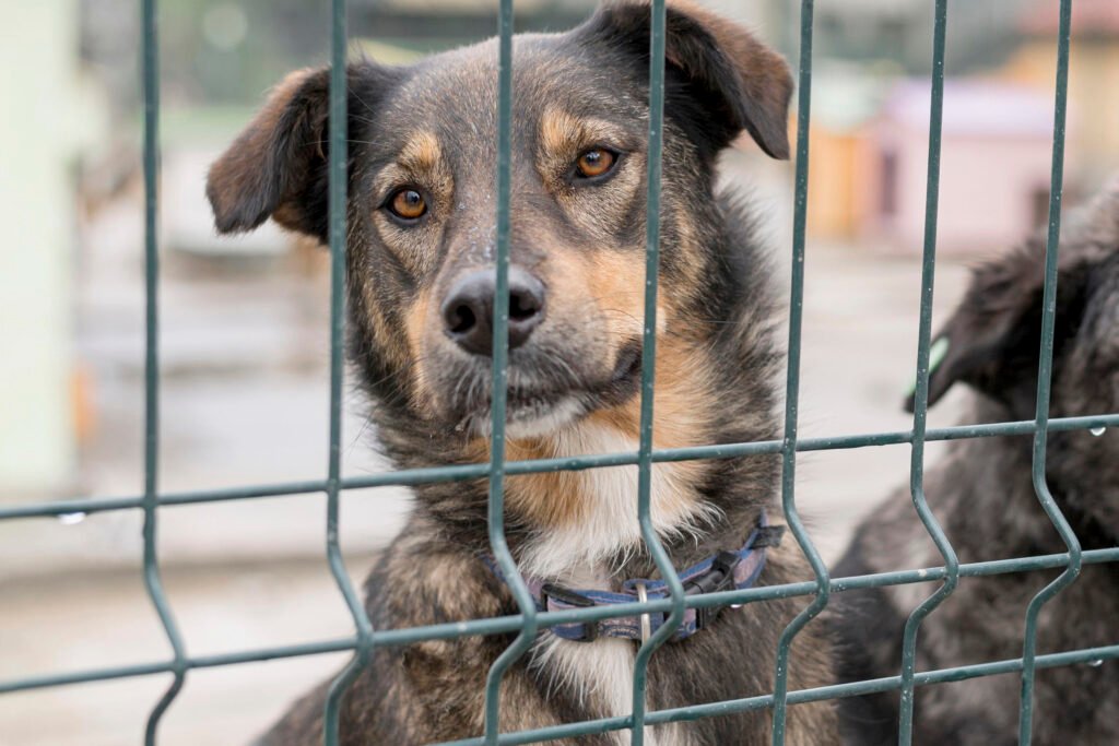 Senado Acelera Projetos de Proteção Animal Diante do Aumento de Casos de Maus-Tratos