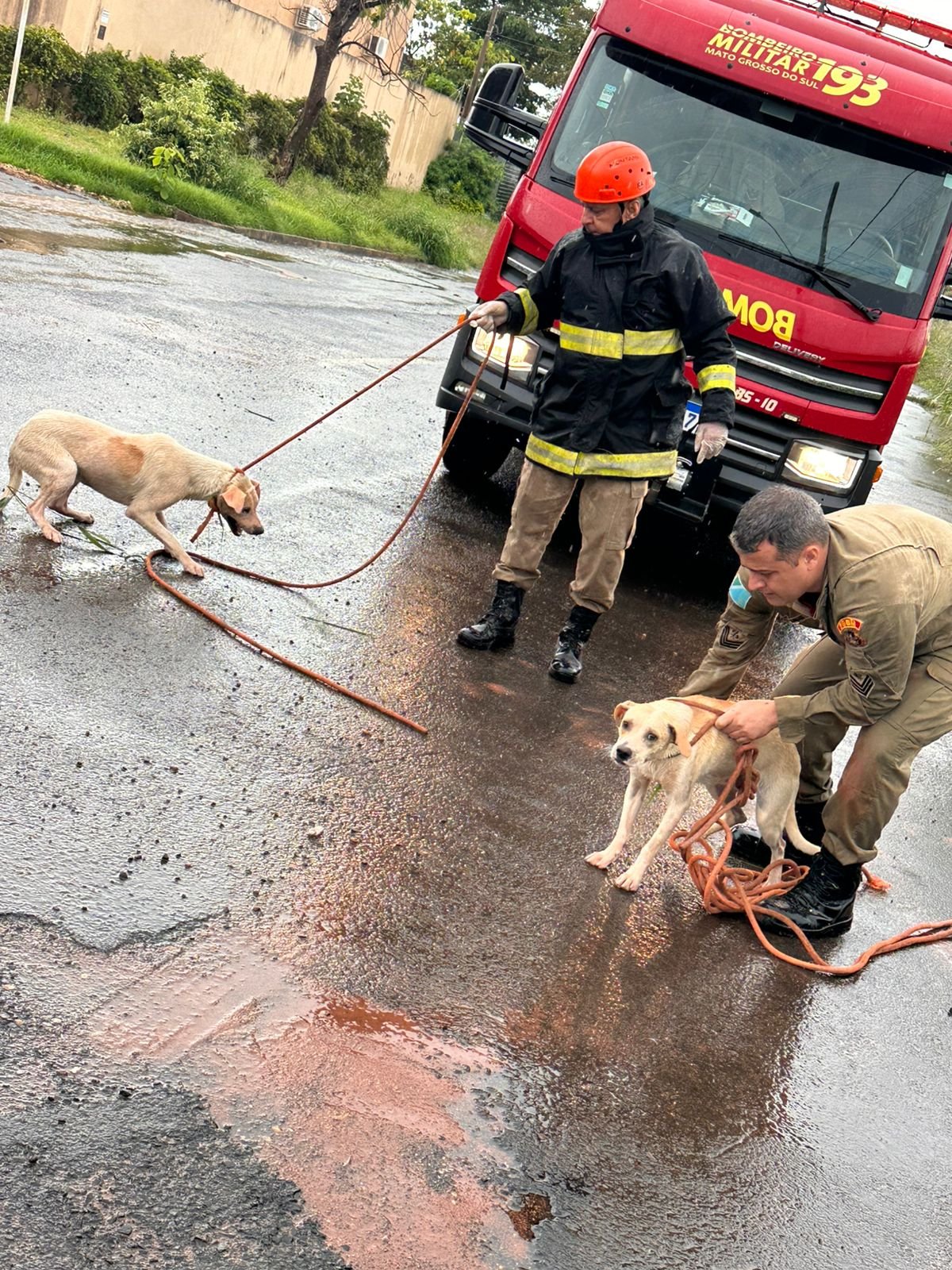 Bombeiros resgatam dois cães de poço em Três Lagoas