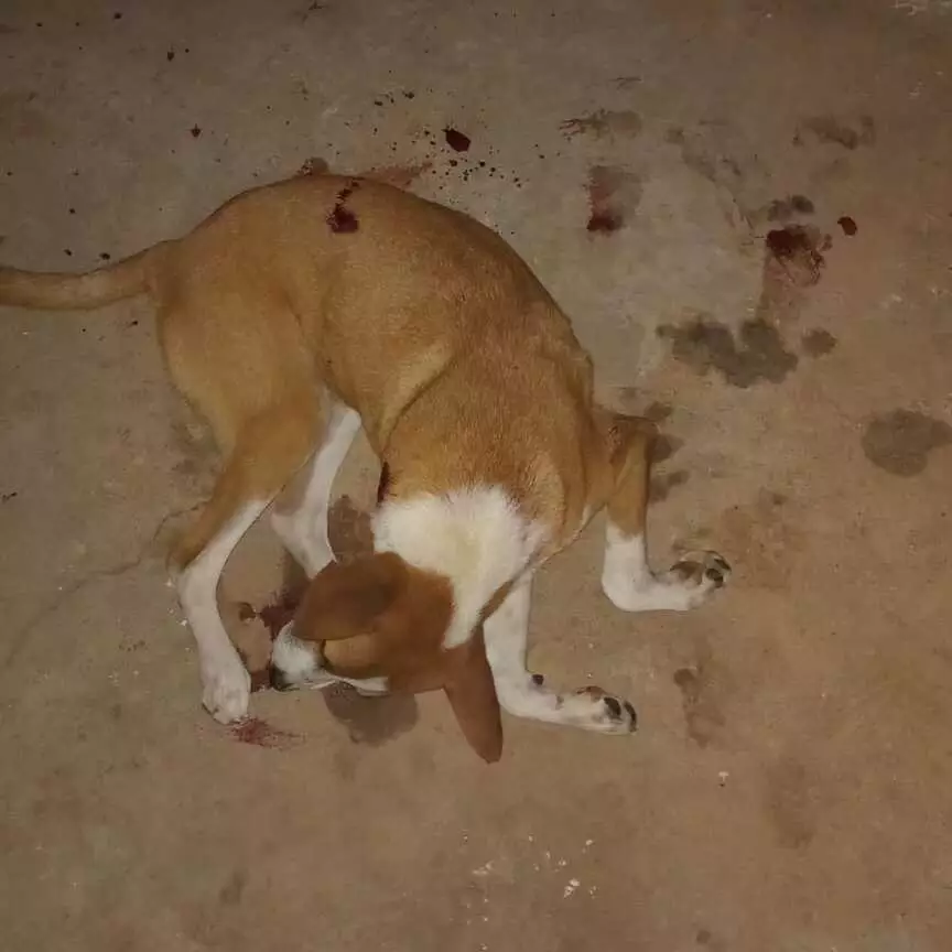 Cachorro é assassinado a tiros dentro de casa em Três Lagoas