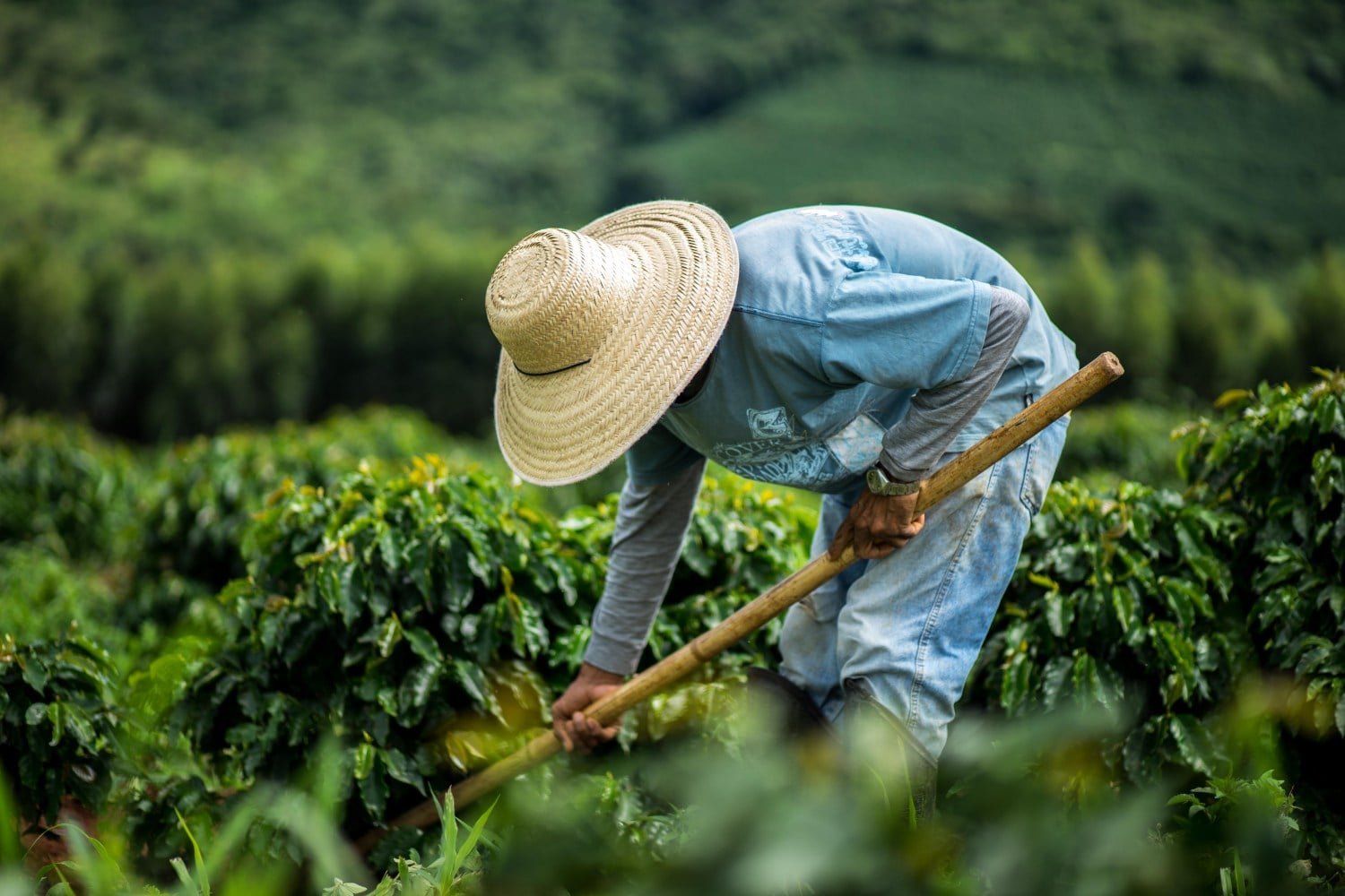 Agro abre 22,9 mil empregos no país e reforça o peso do campo em MS