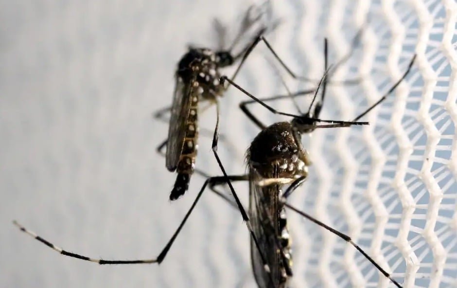 Três Lagoas contabiliza 22 ocorrências de chikungunya em 2026