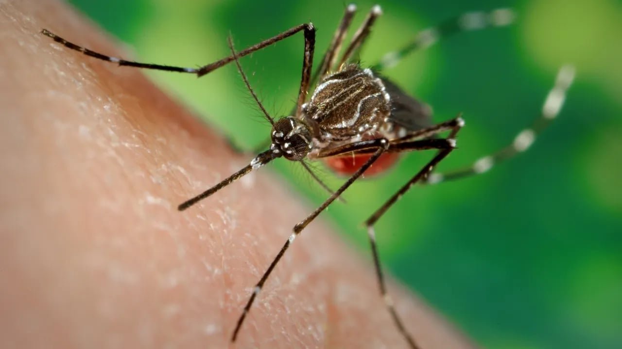 El Niño pode aumentar os casos de dengue e chikungunya, alerta o Ministério