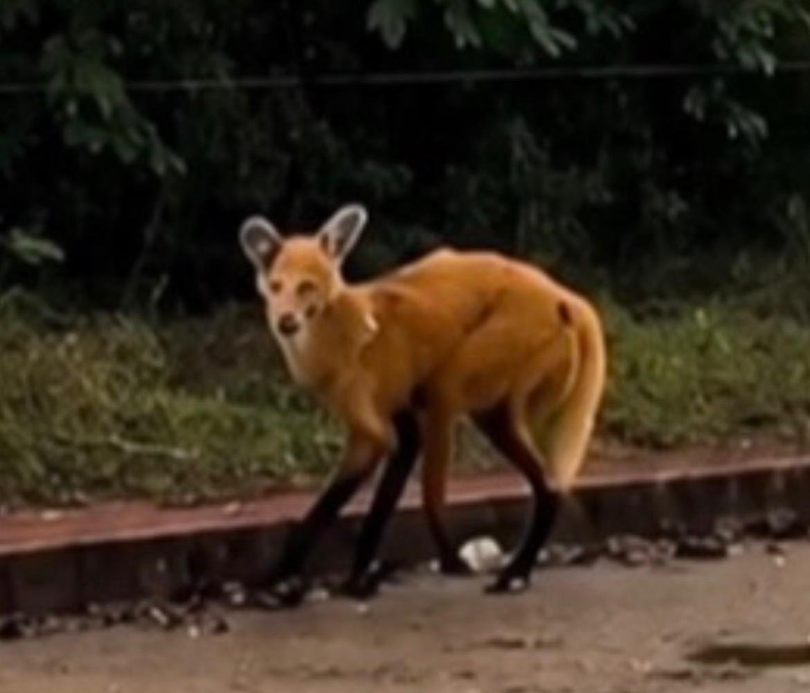 Lobo-guará é resgatado pela Polícia Militar Ambiental na Av. Cap. Olinto Mancini em Três Lagoas