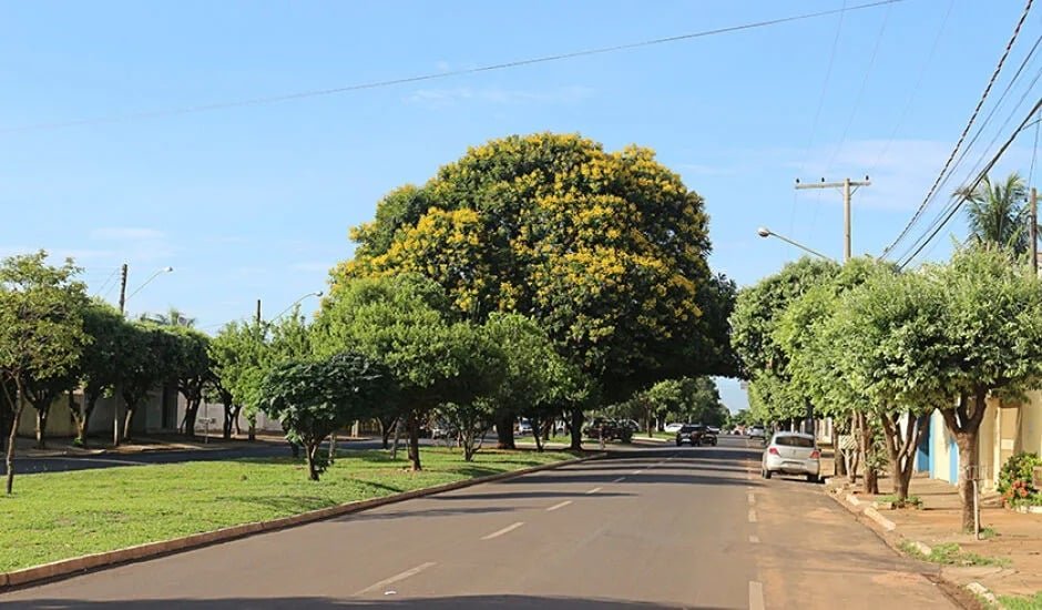 Secretaria de Meio Ambiente de Três Lagoas avança em arborização urbana e reestrutura viveiro municipal