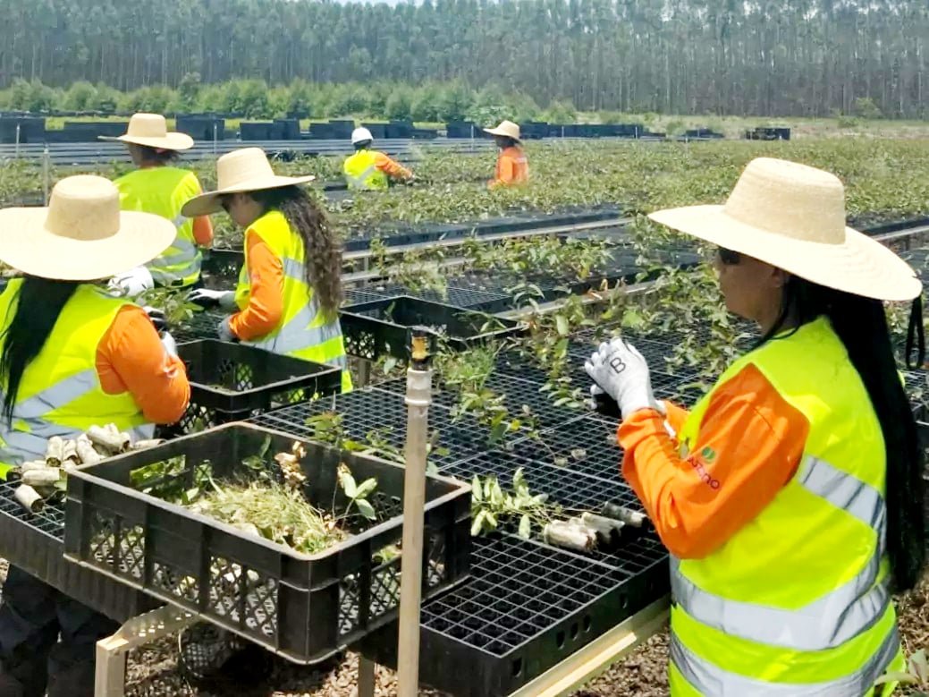 Três Lagoas se destaca na geração de empregos em MS, com mulheres liderando contratações em 2025