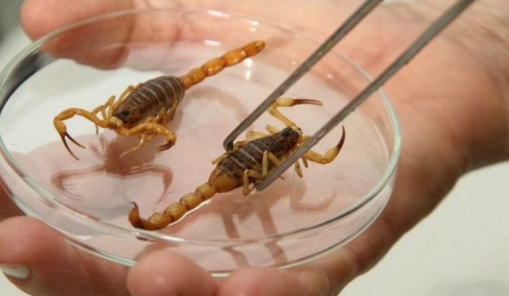 Aumento de calor e chuvas eleva o risco de acidentes com escorpiões