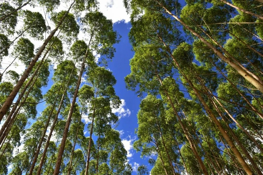 Sinpacems anuncia oportunidades de trabalho no setor de papel e celulose