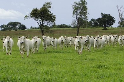 Ribas do Rio Pardo perde mais de 68 mil cabeças de gado em um ano; o que explica essa redução?