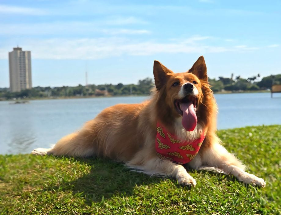 Três Lagoas amplia proteção animal com Banco de Ração e Mural Digital